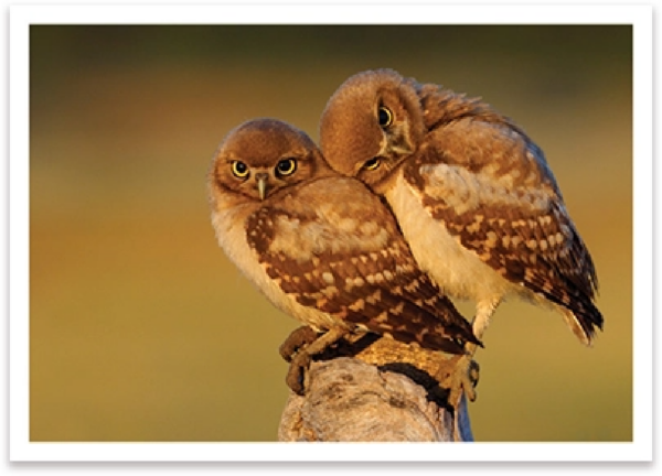 GREETING CARDS